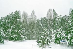 bos in de vorst. winters landschap. besneeuwde bomen. foto