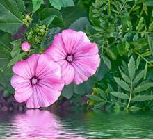 roze lavatela kleurrijke bloemen foto