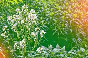 madeliefjebloem tegen de achtergrond van het zomerlandschap. foto