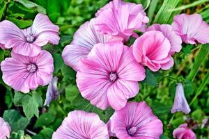 mooie mooie delicate bloemen van petunia's. zomer landschap. foto