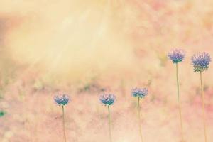 witte heldere madeliefjebloemen op een achtergrond van het zomerlandschap. foto