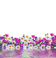 veld madeliefje bloemen en klokken geïsoleerd op witte achtergrond foto