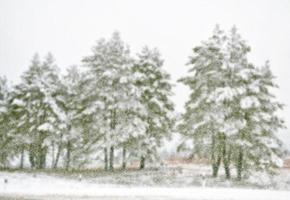 bos in de vorst. winters landschap. besneeuwde bomen foto