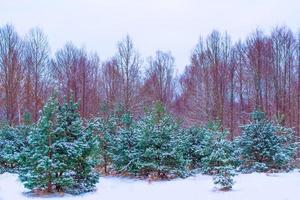 bevroren winterbos met besneeuwde bomen. foto