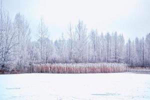 wazig kerst achtergrond. bomen in de sneeuw. winterbos foto