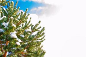 bevroren winterbos met besneeuwde bomen. foto