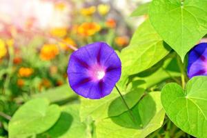 delicate heldere bloemen morning glory op achtergrond zomer landschap. foto