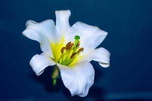 heldere kleurrijke lelie bloemen. bloemen achtergrond. foto