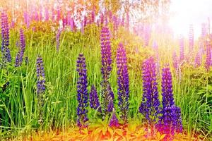 zomerlandschap met prachtige heldere lupinebloemen foto