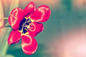 heldere en kleurrijke bloemen tulpen foto