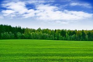 landschap met de heldergroene bomen en de blauwe lucht. foto