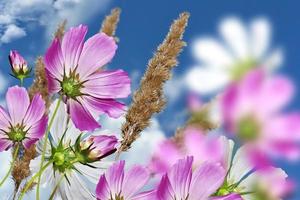 kosmos bloemen op een achtergrond van blauwe lucht met wolken foto