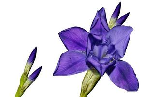 blauwe iris bloem geïsoleerd op witte achtergrond foto