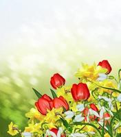 lente. bloemen van narcissen en tulpen. foto