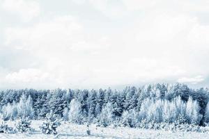 winter bos. winters landschap. besneeuwde bomen foto