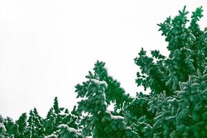 de takken van de besneeuwde boom kerstboom foto