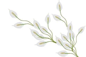 bloem spathiphyllum geïsoleerd op een witte achtergrond. foto