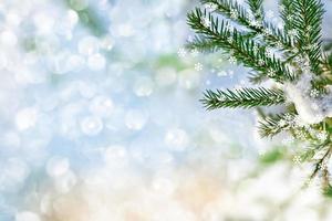 bos in de vorst. winters landschap. besneeuwde bomen. foto