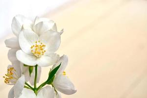 witte jasmijn de tak delicate lentebloemen foto