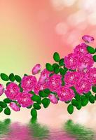delicate wilde rozentuin bloemen foto