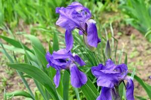 lente landschap. blauwe mooie tuin bloemen irissen foto