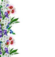 kaasjeskruid bloemen geïsoleerd op een witte achtergrond foto