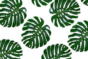 groen blad van een tropische bloem monstera foto