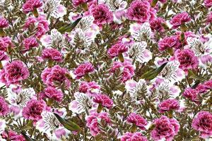 bloemenachtergrond van heldere kleurrijke bloemen alstroemeria en anjers. foto