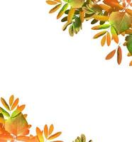 herfstbladeren geïsoleerd op een witte achtergrond. foto