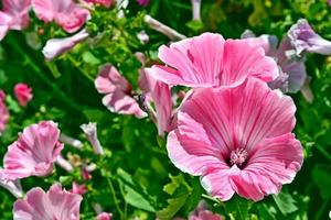 roze lavatela kleurrijke bloemen op een achtergrond zomerlandschap foto