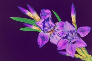 heldere kleurrijke irisbloemen op een achtergrond van het lentelandschap. foto