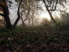 avondmist in de herfsttuin foto