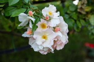 natuurlijk boeket van witte bloemen in het park op een zomeravond. hondsroos bloemen op de tak tuin fotografie. foto