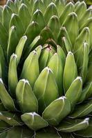 koninklijke agave plant macrofotografie in een botanische tuin. groene sappige textuur close-up foto in een zomerdag. agave victoriae-reginae bloemen poster voor wand decor. koningin victoria agave poster.