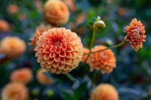 oranje dahlia bloem macrofotografie in het park op een zonnige zomeravond. bal dahlia met oranje gele bloemblaadjes tuin foto op een florale achtergrond.