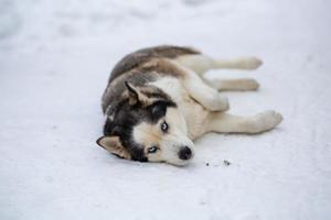 een vrouwelijke Siberische husky ligt in de sneeuw. huisdier portret van een liegende hond in de winterdag. foto