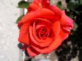 een rode roos. charmante bloem foto