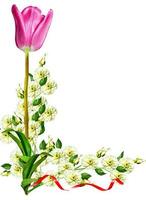 lente bloemen tulpen geïsoleerd op witte achtergrond foto