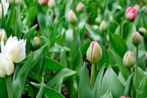 bloemknoppen van tulpen foto