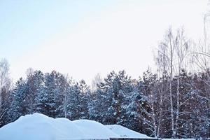 bos in de vorst. winters landschap. besneeuwde bomen. foto