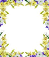 lelie bloemen geïsoleerd op een witte achtergrond foto