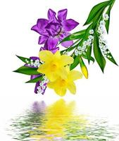 lente bloemen iris geïsoleerd op een witte achtergrond. mooie bloemen foto