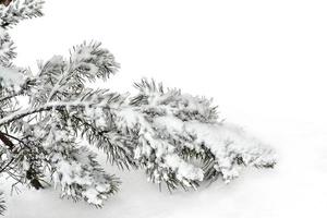 bevroren winterbos met besneeuwde bomen. foto