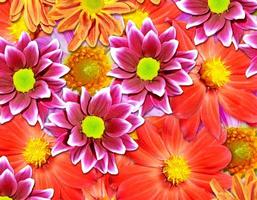 kleurrijke herfst bloemen dahlia's. foto