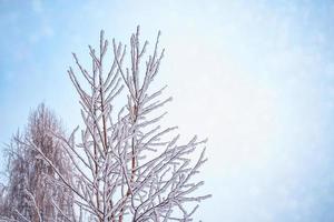 bevroren winterbos met besneeuwde bomen. foto