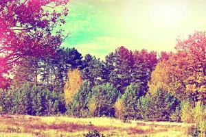 herfst landschap. mooie bladeren. kleurrijke bomen. nazomer foto
