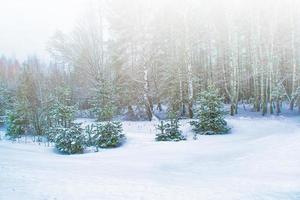 bevroren winterbos met besneeuwde bomen. foto