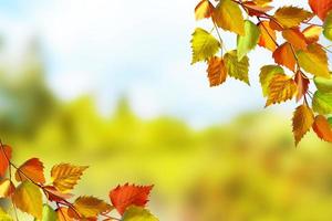 herfst landschap. mooie bladeren. landschap. kleurrijke bomen foto