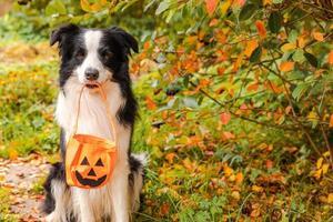 trick or treat-concept. grappige puppy hond border collie pompoen mand in de mond te houden zittend op herfst kleurrijke gebladerte achtergrond in park buiten. voorbereiding voor halloween-feest. foto