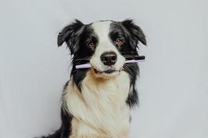 leuke slimme grappige puppy hondje border collie tandenborstel in mond houden geïsoleerd op een witte achtergrond. mondhygiëne van huisdieren. diergeneeskunde, hond tanden gezondheidszorg banner. foto